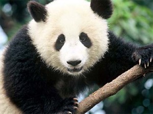 oso-panda combustible aviacion